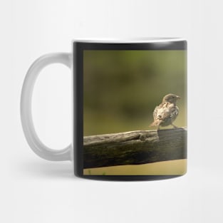 Single little bird on a fence, animal photography Mug